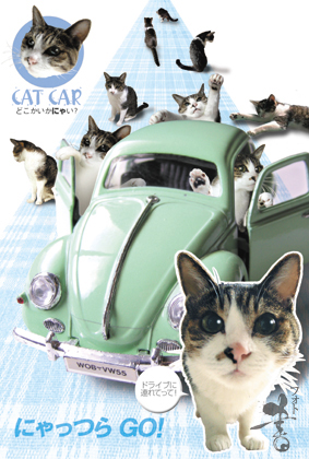 cat car