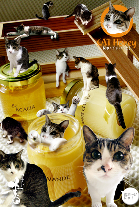 cat honey