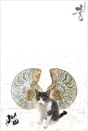 �A�����i�C�g